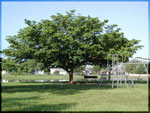 olive tree pictures