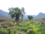 olive tree pictures