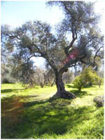 olive tree pictures