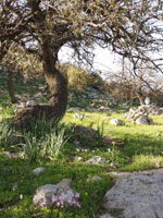 olive tree pictures