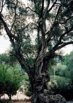 olive tree pictures