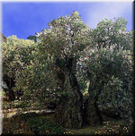 olive tree pictures