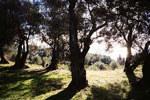 olive tree picture