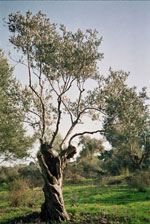 olive tree picture