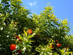 orange tree picture