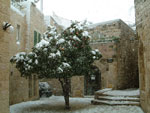 orange tree picture