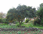 orange tree picture