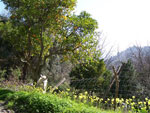 orange tree picture