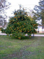 orange tree picture