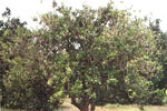 orange tree picture