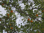 orange tree picture