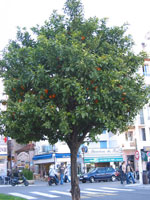orange tree picture
