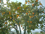 orange tree picture