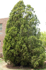 tree picture