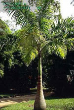 palm tree picture