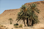palm tree photo