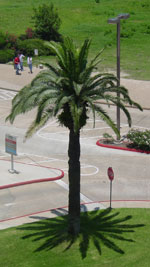 palm tree photo