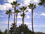 palm tree photo