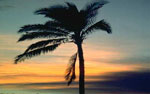 palm tree photo