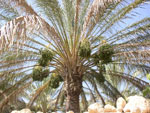 palm tree photo