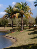 palm tree picture