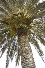 palm tree picture