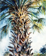 palm tree photo