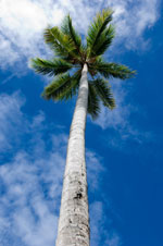 palm tree photo