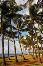 palm tree photo