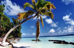 palm tree photo