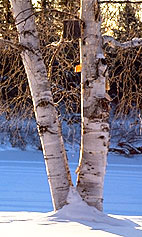 birch tree picture