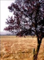 plum tree picture