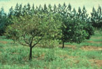 peach tree picture