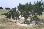 peach tree photo