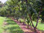 Peach Tree Photo: Row of Peach Trees