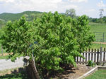 peach tree photo