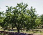 peach tree picture