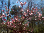 peach tree picture