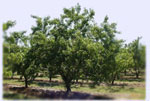 peach tree picture