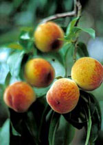 peach tree picture