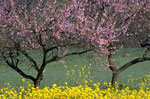 peach tree picture