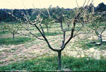 Peech Tree: Picture of a 2-3 year old Peach Tree