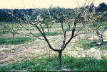 peach tree picture