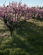 peach tree picture