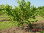 peach tree photo