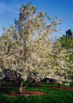pear tree picture