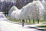pear tree picture