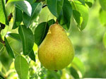 pear tree picture