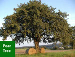 pear tree picture