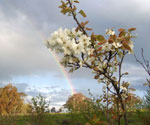 pear tree picture